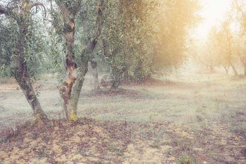 希腊的橄榄树花园阳光明媚的春雾图片