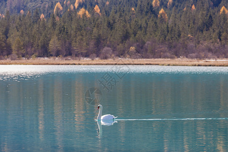 阳光明媚的天蓝湖水鹅山池白图片