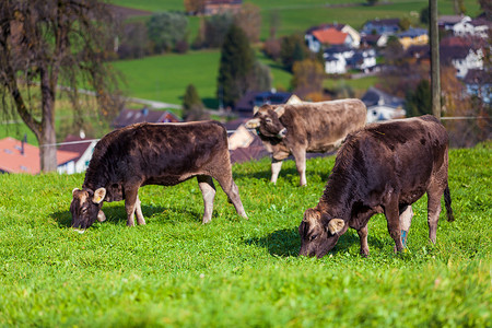 牛在夏天的牧场上牛在田野里高清图片