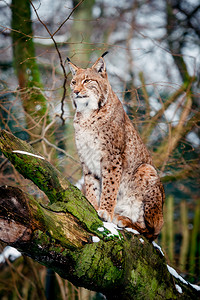 Lynx欧亚野猫图片