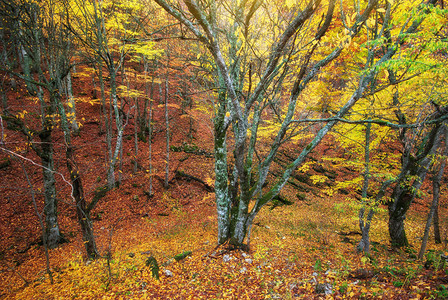 秋季森林质地自然构成秋季森林图片