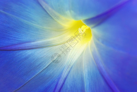 蓝色花的宏自然构成蓝色花的宏图片