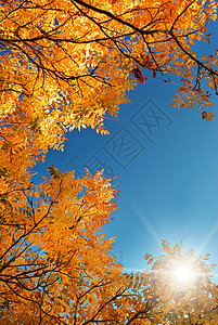 天空中的秋叶自然构成秋叶图片