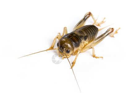 白背景板球图像昆虫动物背景图片