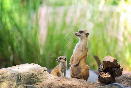 在动物园的弥尔卡特人和她的孩子高清图片