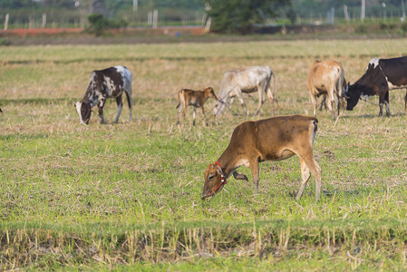 泰国养牛场图片