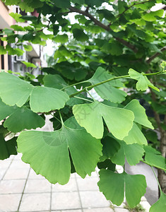 Ginkgo木树图片