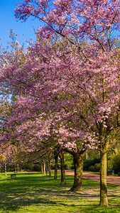 樱桃树开花美丽的自然场景和开花的树图片