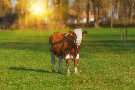 牛在绿地上放牧牛在田里图片