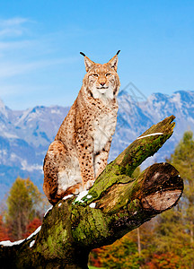 Lynx欧亚野猫高清图片