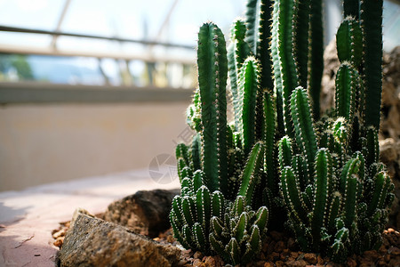 花园中美丽的suculants和仙人掌植物高清图片