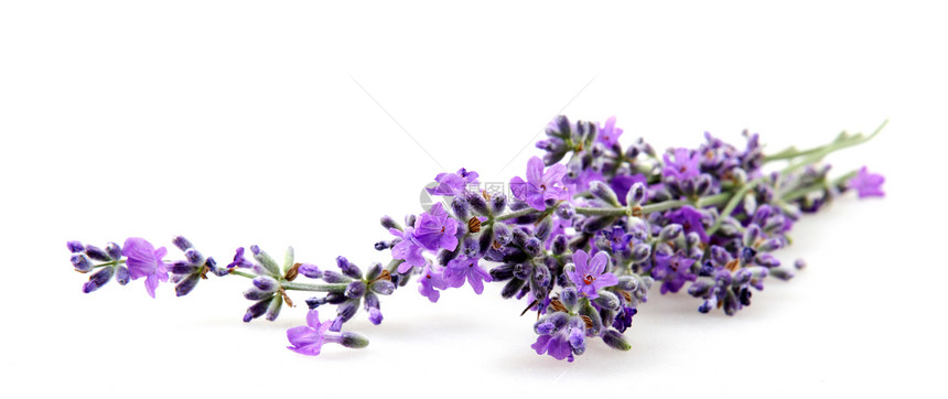 在白色背景上分离的紫色花朵图片