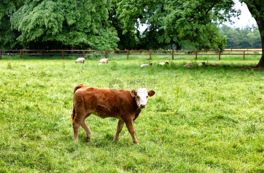 奶牛一边吃草往前看向图片
