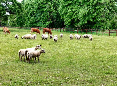 牧羊和在农田吃草的牛牧羊和在绿草场吃牛图片