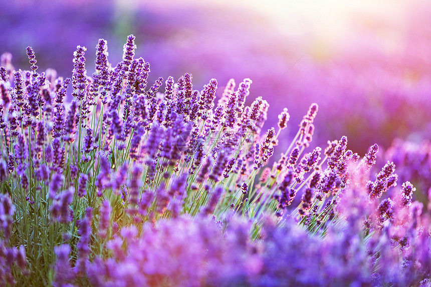 日落时的紫色花田温暖的阳光图片