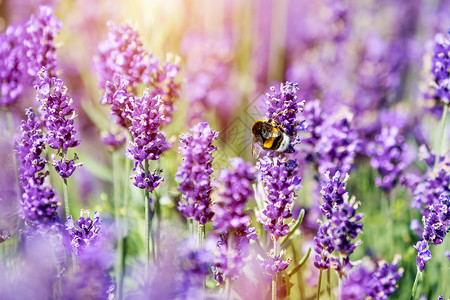 蜜蜂授粉熏衣草花田温暖的阳光背景图片