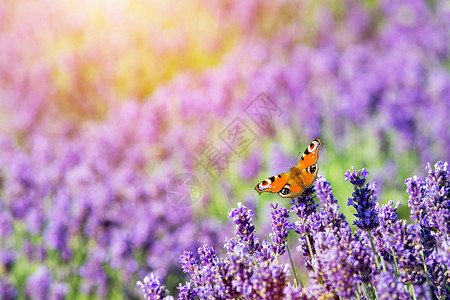 蝴蝶坐在熏衣草花上温暖的阳光自然背景图片