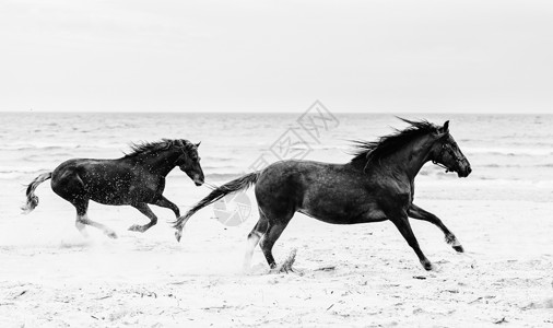 黑色奔跑素材两匹棕色的马在海上奔跑自由与野外伽洛帕德黑白摄影两匹棕色的马在海上狂欢背景