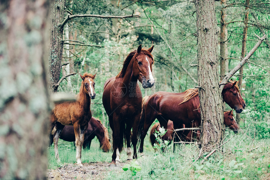 一群棕色马在绿林中行走野马自然和动物棕色马群在绿林中行走图片