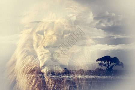 双接触狮子和乞力马扎罗山草原景观高清图片