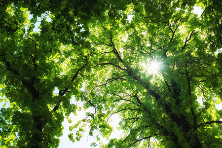 戴王冠的太阳春林中树冠的与太阳对着蓝天的树底观是背景