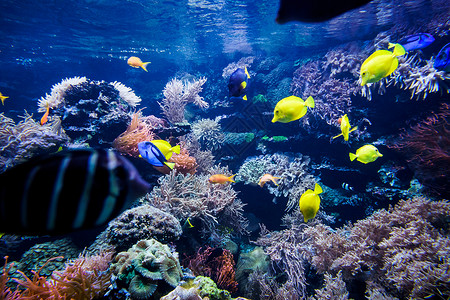 带鱼和石的多彩珊瑚礁图片
