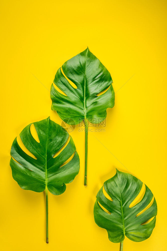 热带怪兽a黄色背景的叶子最小概念平躺图片