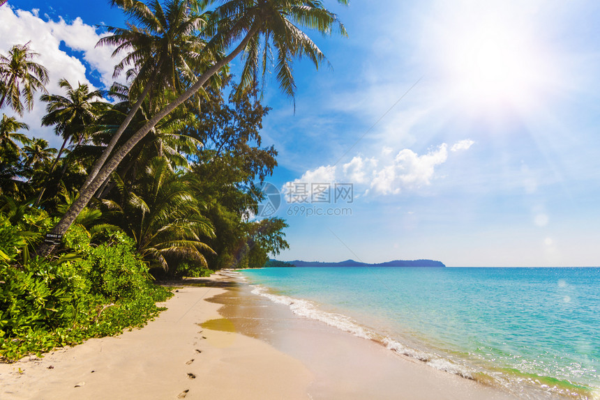 热带海滩美丽的棕榈树海滩图片