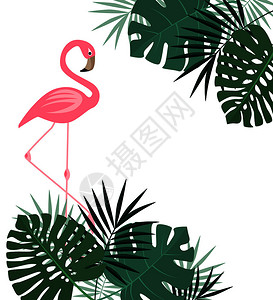 棕榈叶和火烈鸟矢量背景图片