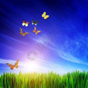 新鲜绿草飞蝴蝶群和蓝天空的高清晰度图像春天夏季概念多彩的真蝴蝶如果需要广场的构成对作物有利背景图片