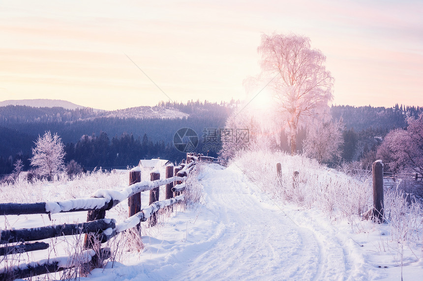 冬季风景公路和树上布满雪的木图片