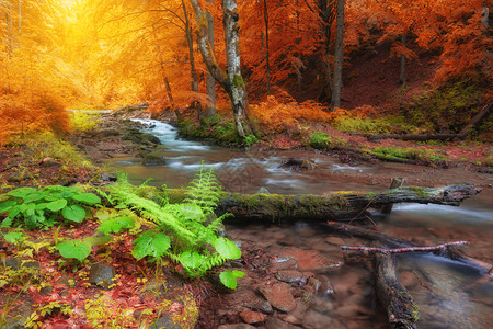 美国斯莫基山家公园秋木树林山上有黄色树叶和小溪图片