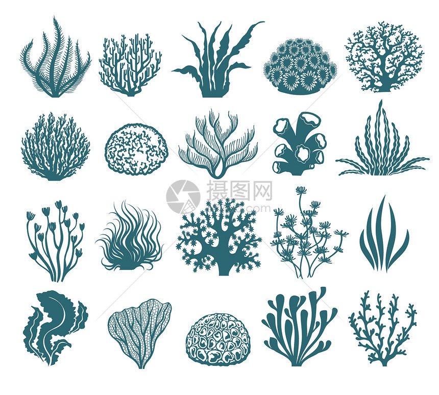 海藻和珊瑚环影白底海水下黑植物和白上孤立的矢量水藻图海和珊瑚环影图片
