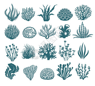 珊瑚矢量海藻和珊瑚环影白底海水下黑植物和白上孤立的矢量水藻图海和珊瑚环影背景