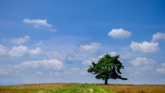 在青云天空的夏日露孤树图片