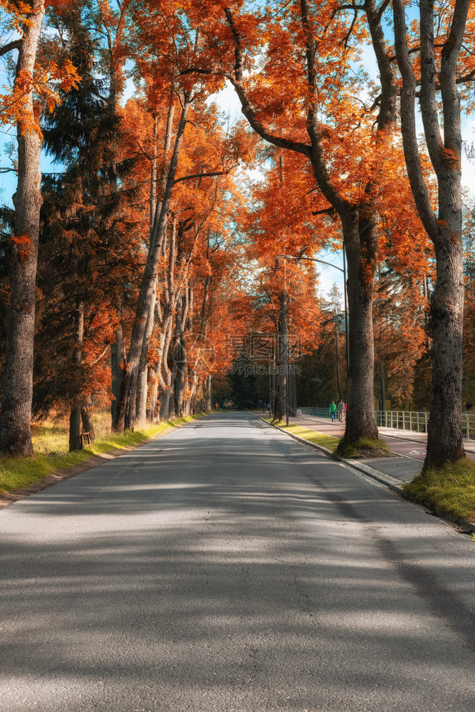 城市公园的秋金美丽黄树和空巷子图片