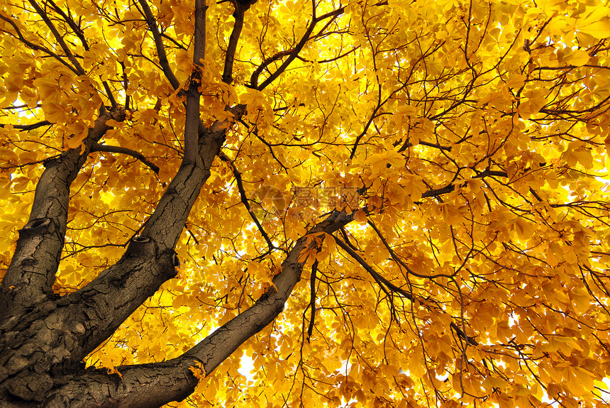 在大秋树下自然的构成图片