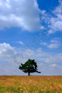 在青云天空的夏日露孤树图片