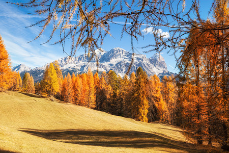 多洛米特阿尔卑斯山的阳光景色上面有黄的领红树秋天风景多彩的山地观意大利秋季风景多彩的天色意大利背景图片