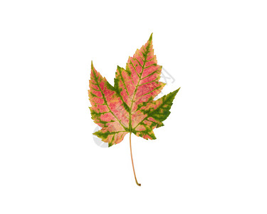 粉和绿白背景孤立的秋叶图片