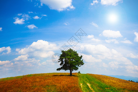 在青云天空的夏日露孤树图片