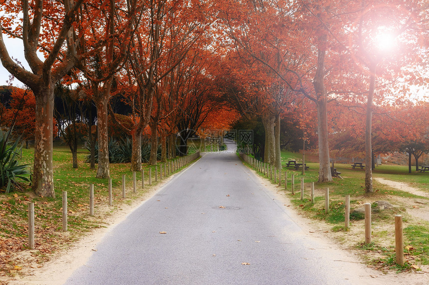 阳光明媚的美丽多彩秋天公园图片