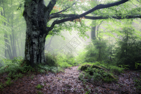 绿色夏季雨和雾林旧的自然景观美国烟雾山高清图片