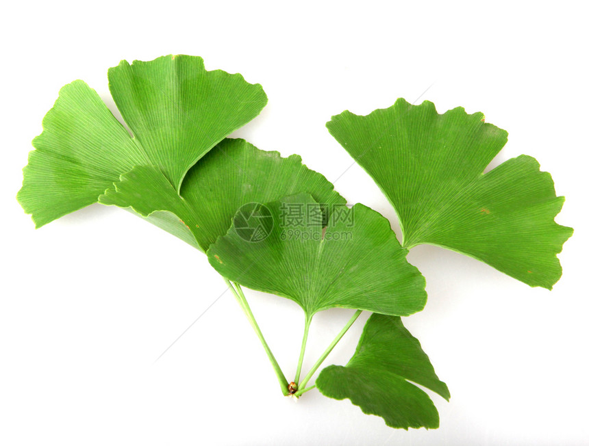 GinkgoBilobaLeaf孤立于白色背景图片