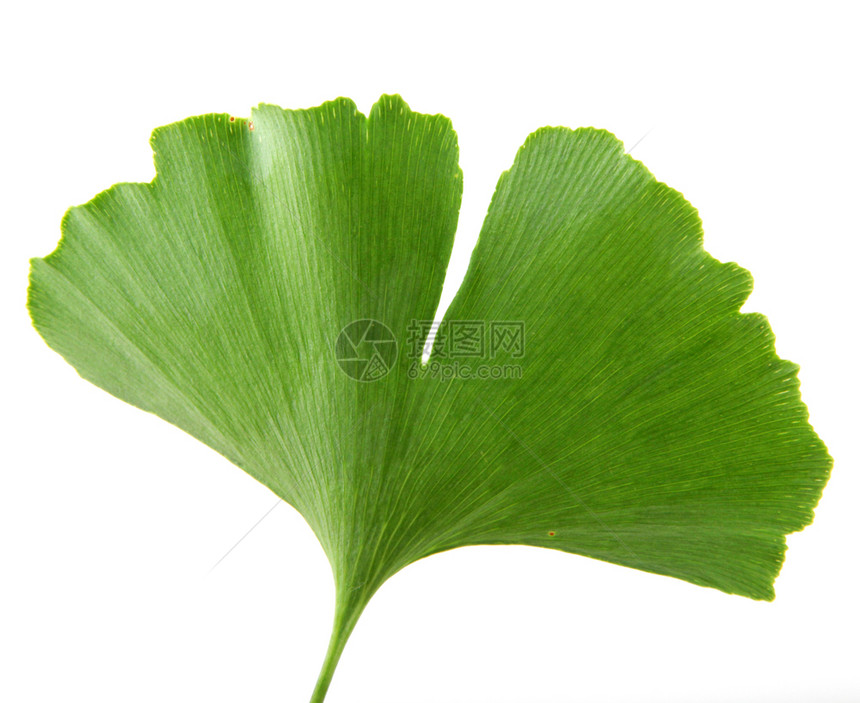 GinkgoBilobaLeaf孤立于白色背景图片