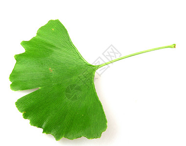 梅登海尔GinkgoBilobaLeaf孤立于白色背景背景