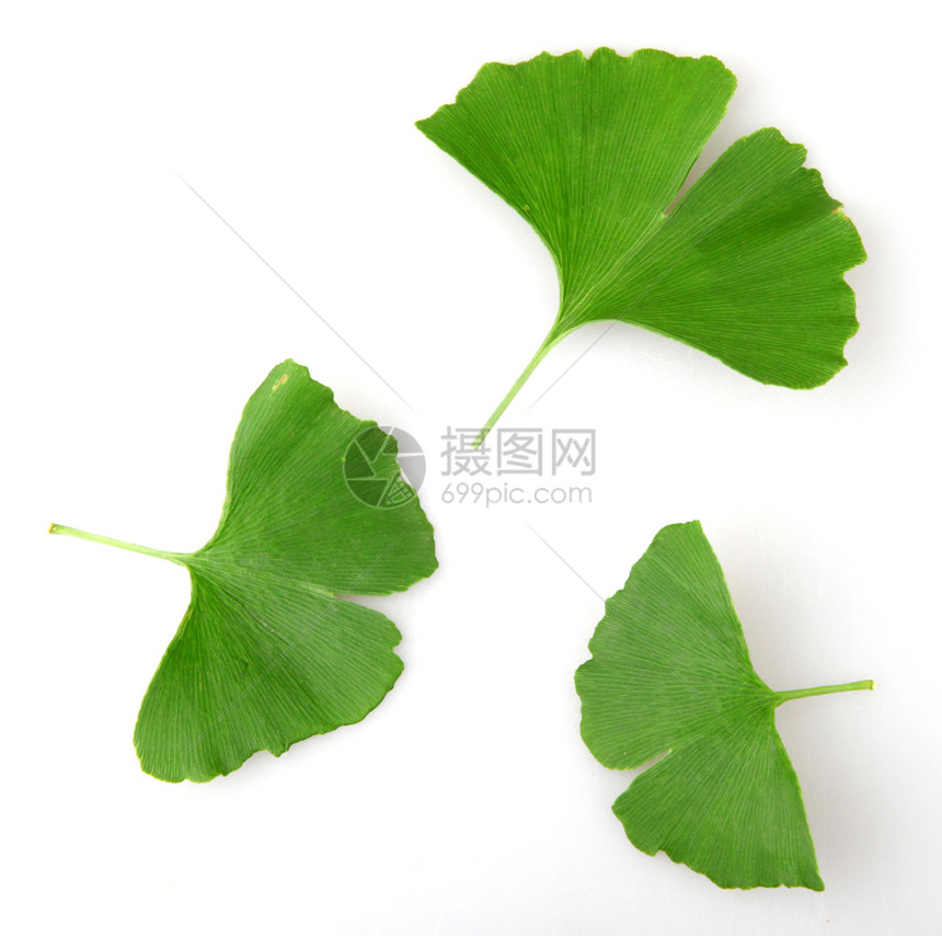 GinkgoBilobaLeaf孤立于白色背景图片