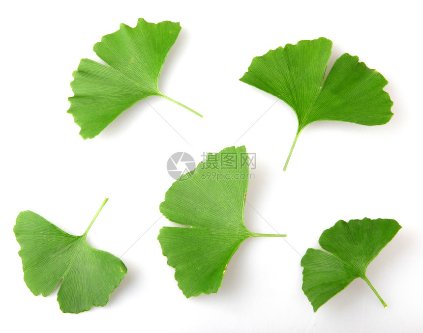 GinkgoBilobaLeaf孤立于白色背景图片