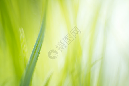 太阳特写绿草阳光明亮自然绿色背景夏日草原出背景