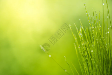 绿草有水阳光明亮大自然背景绿夏季草地日出图片